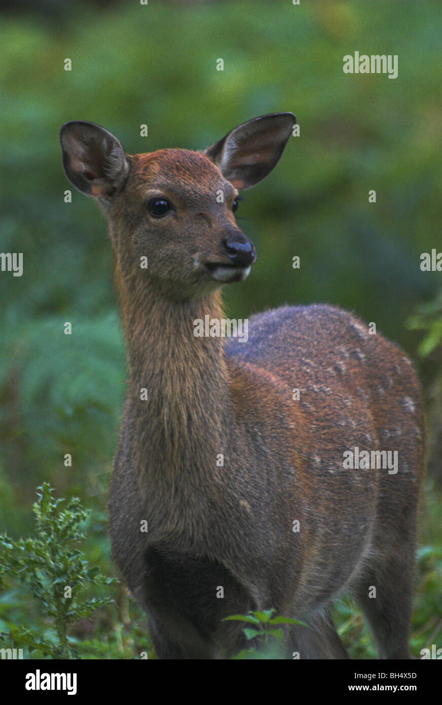 Female chital Deer(axis axis) in the early morning. Stock Photo
