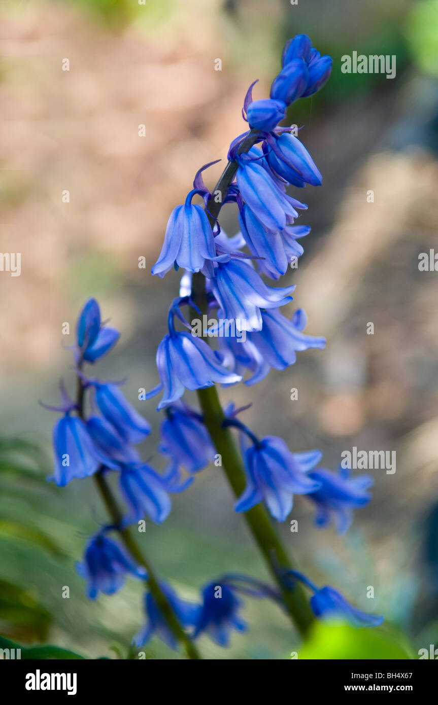 Close-up of bluebells at Robin Hill on Isle of Wight. Stock Photo