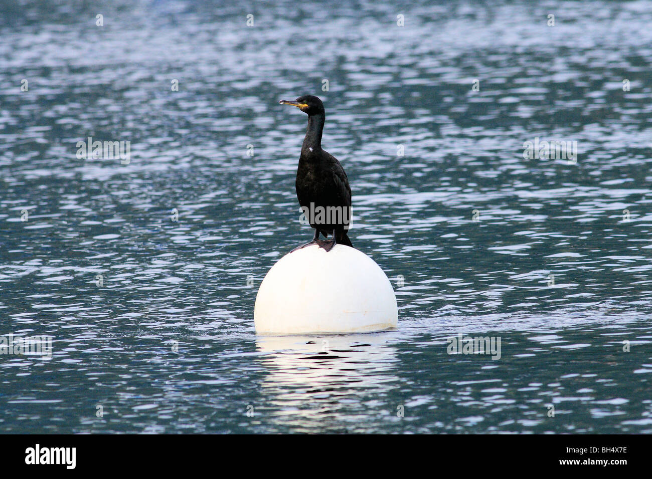 Cormorant (Phalacrocorax carbo) on a buoy on Loch Leven at Ballachulish. Stock Photo
