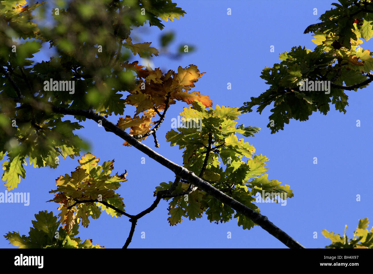 Oak leaves in autumn sunshine. Stock Photo