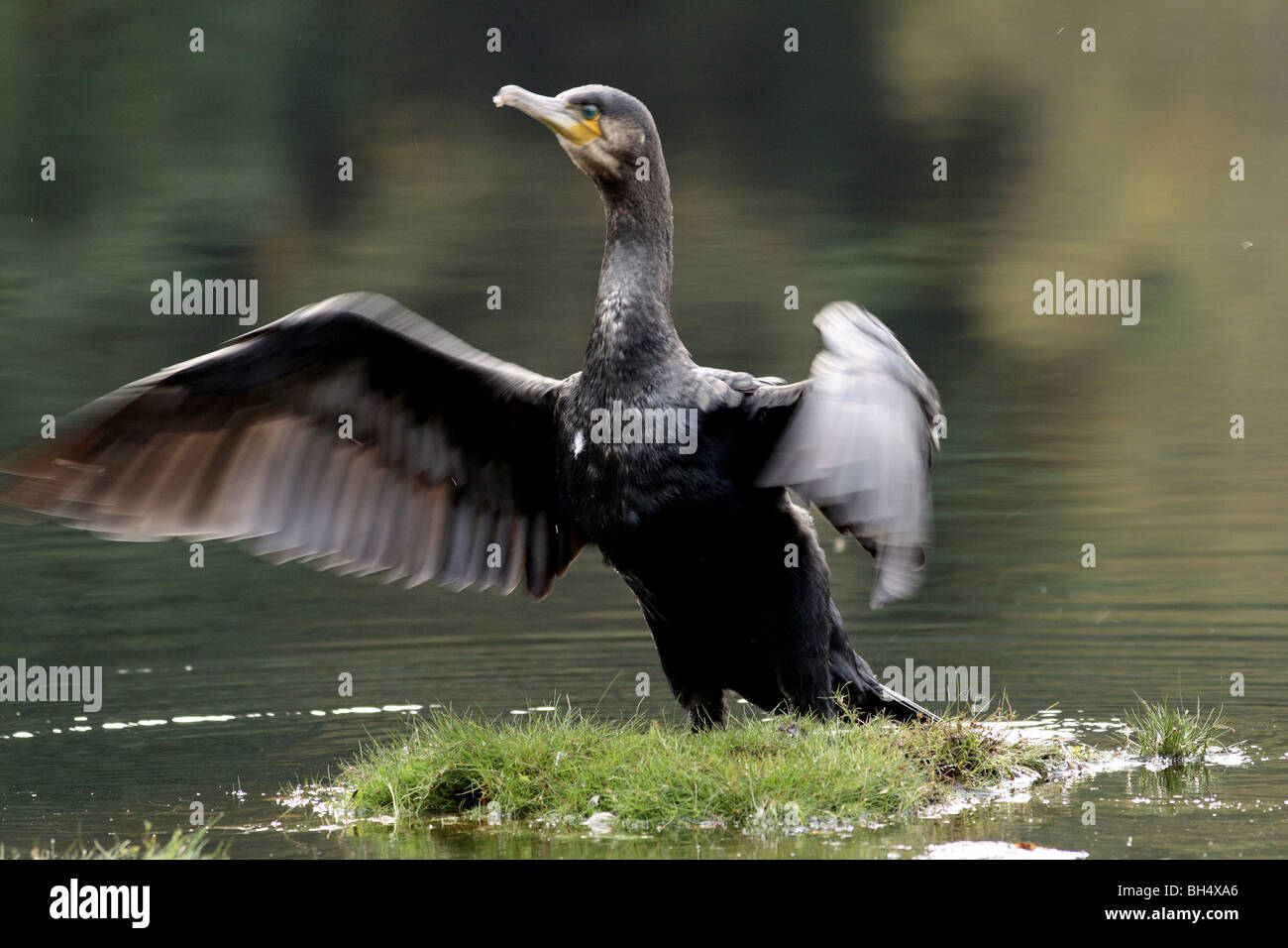 Cormorant (Phalacrocorax carbo) flapping its wings to dry them after fishing at Hospital Lochan near Glencoe. Stock Photo