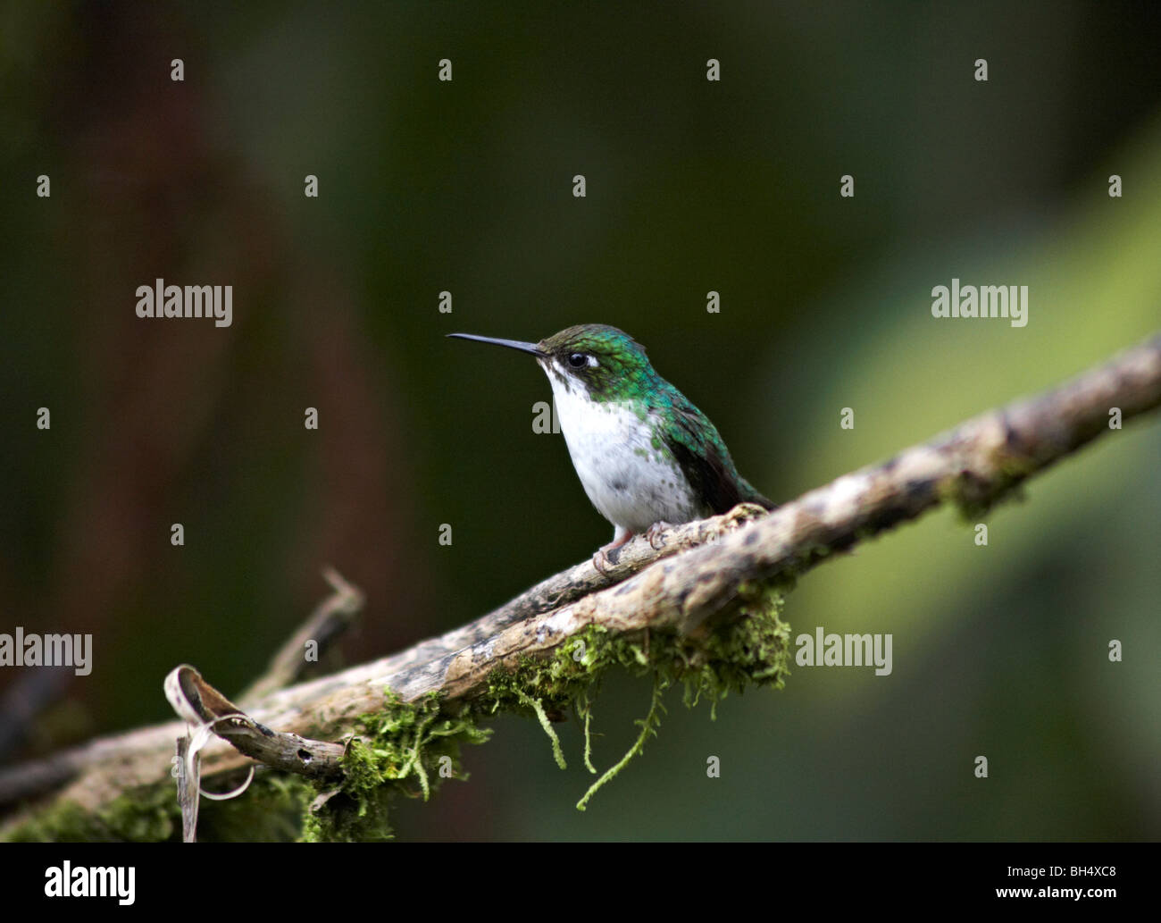 Andean emerald (Amazilia franciae) hummingbird perched on branch. Stock Photo