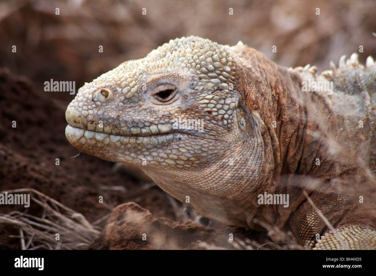 Santa Fe land iguana (Conolophus pallidus) at Santa Fe Island Stock