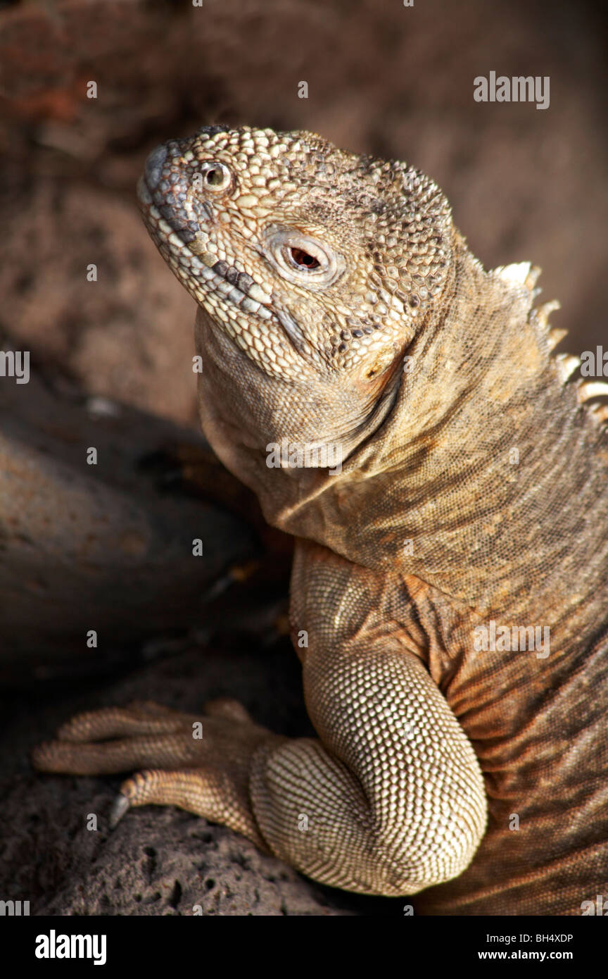 Santa Fe Land Iguana (Conolophus pallidus) at Santa Fe Island