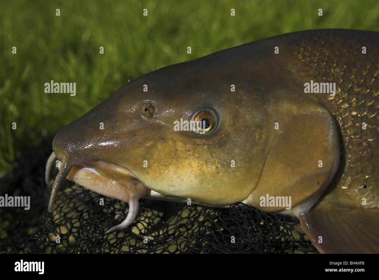 Head of a barbel (barbus barbus) caught from the upper Great Ouse. Stock Photo