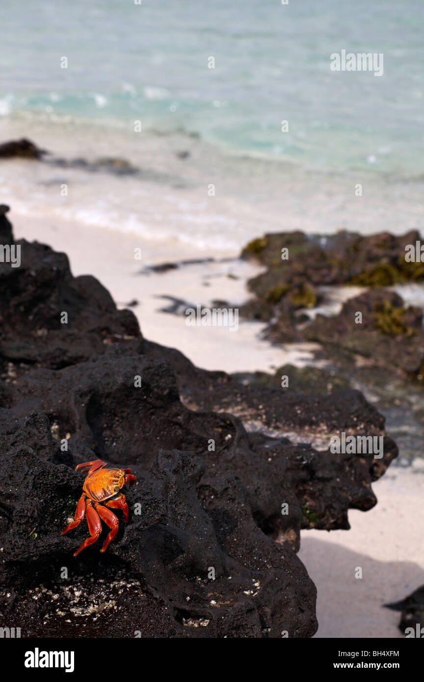 Sally lightfoot crab (Grapsus grapsus) on rock along coast at South Plaza Islet. Stock Photo