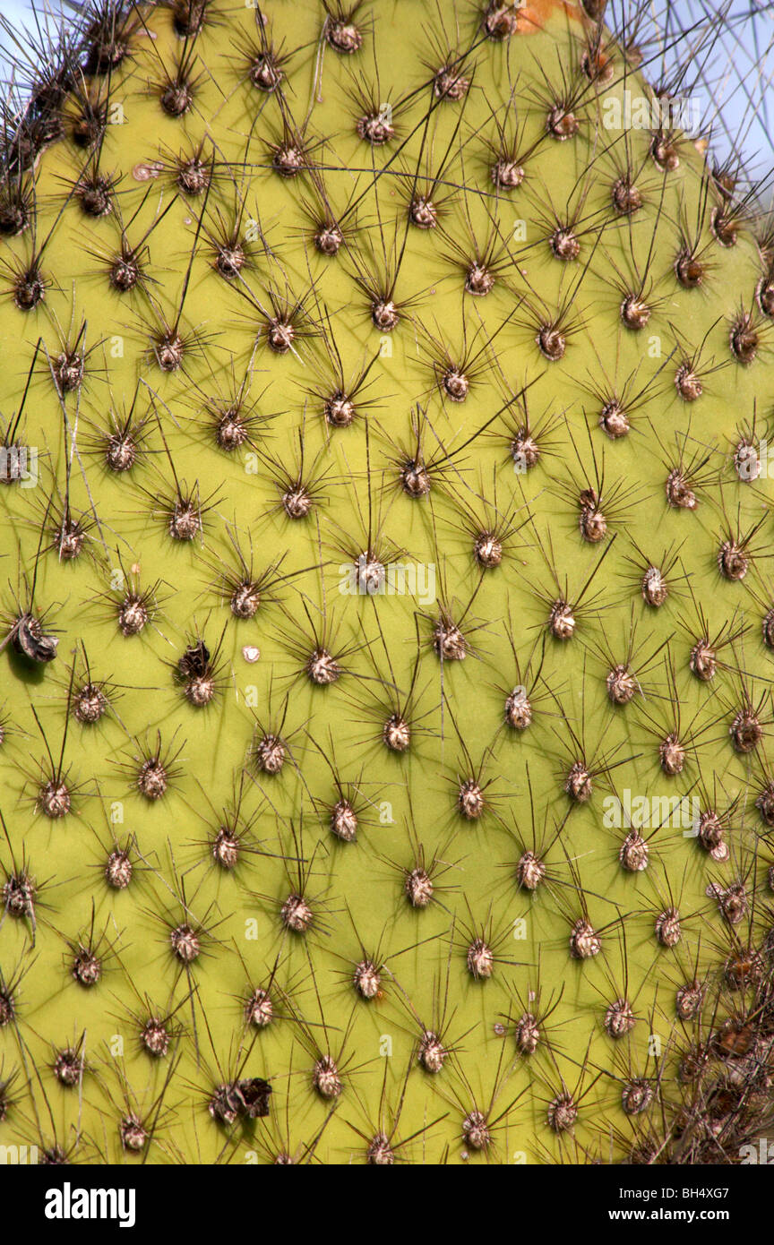 Close-up of Giant droopy prickly pear cactus (Opuntia spp echios var echios) at Dragon Hill, Santa Cruz Island. Stock Photo