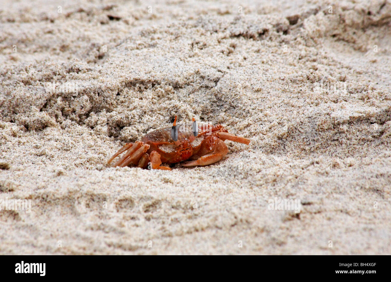Ghost crab (Ocypode gaudichaudii) eyes stalks are raised open their burrowsIslet, ecuador Stock Photo