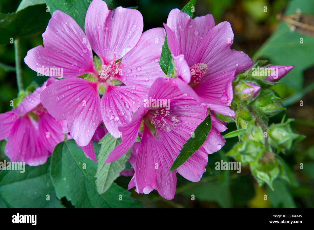 Lavateria and buds in Thetford. Stock Photo