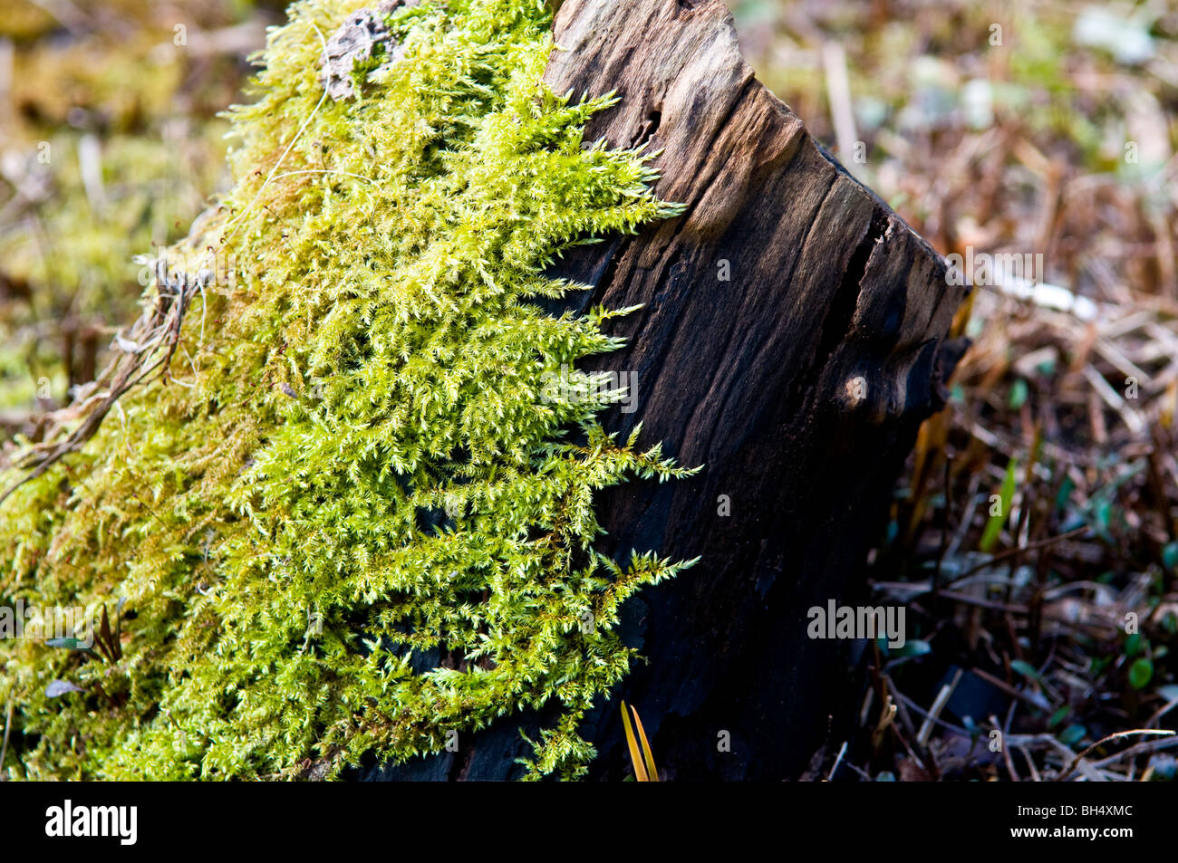 Moss on log in Warwick. Stock Photo