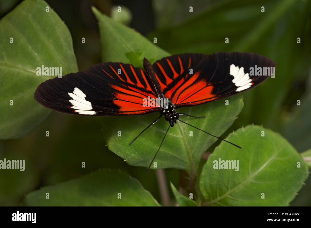 Postman butterfly (Heliconius melpomene) at Mindo. Stock Photo