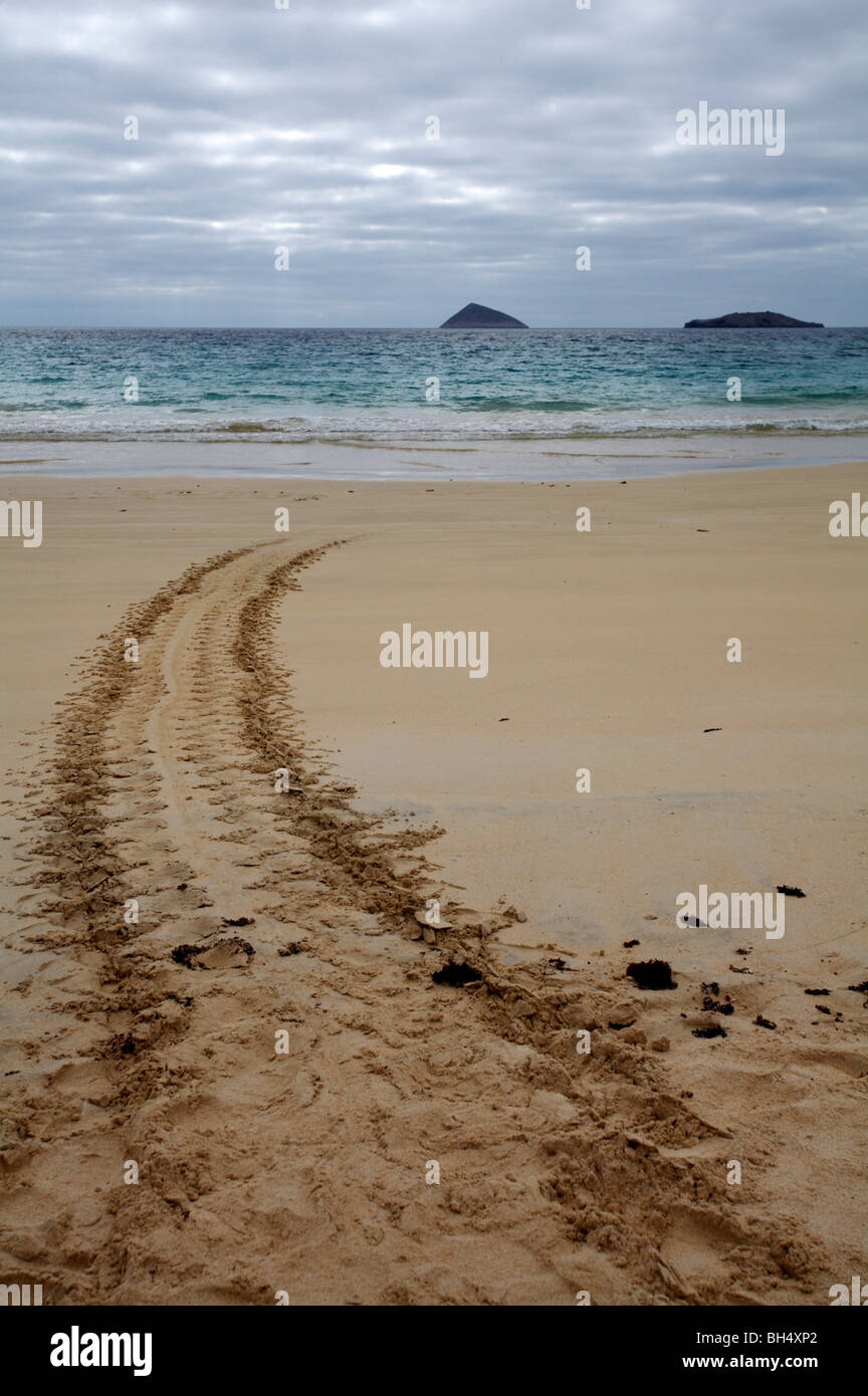 Turtle tracks on the beach at Punta Cormoran, Floreana Island. Stock Photo