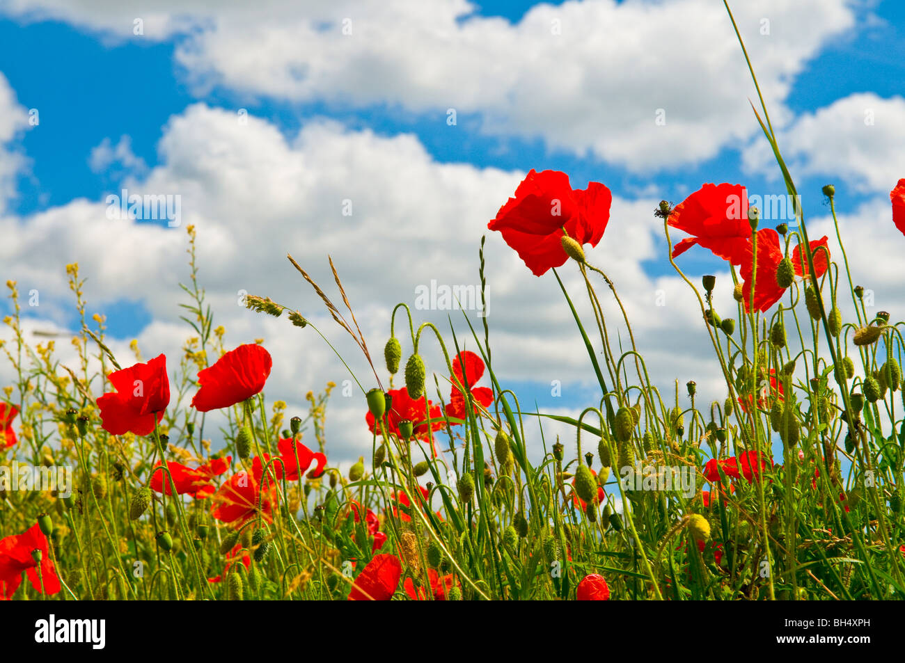 Poppies in field in Thetford. Stock Photo