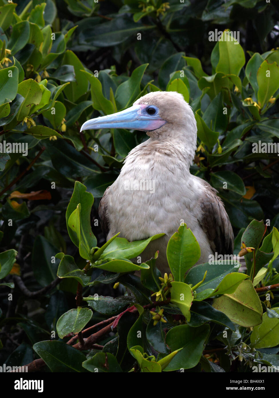 Red footed booby (Sula sula websteri) perched in tree at Darwin Bay Beach, Genovesa Island. Stock Photo