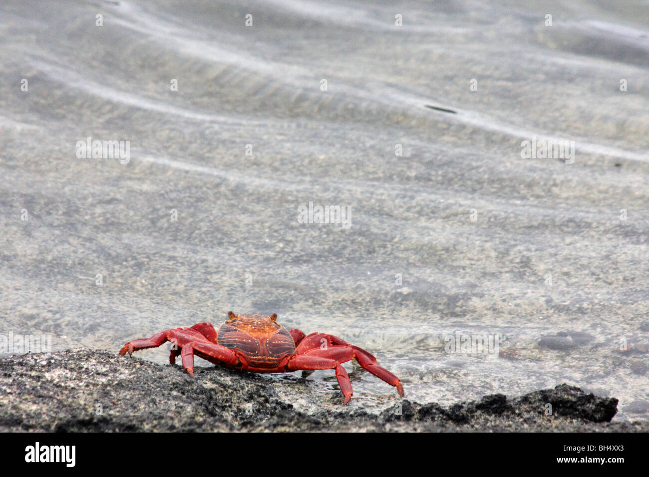 Sally Lightfoot crab (Grapsus grapsus) crawling into the sea at Elizabeth Bay, Isabela Island. Stock Photo