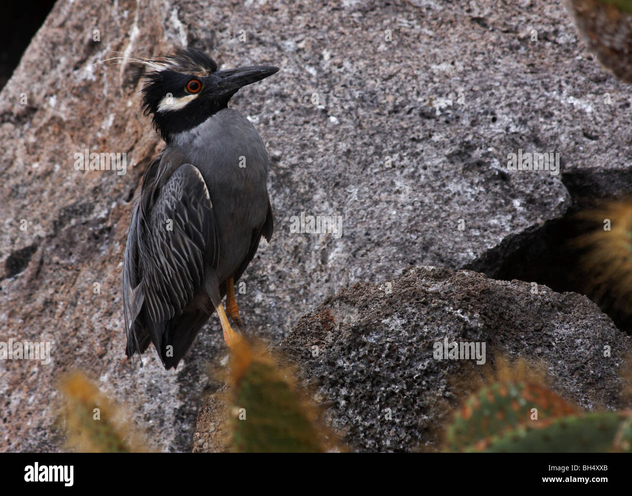 crowned night heron (Nyctanassa violacea) Ecuador Stock Photo