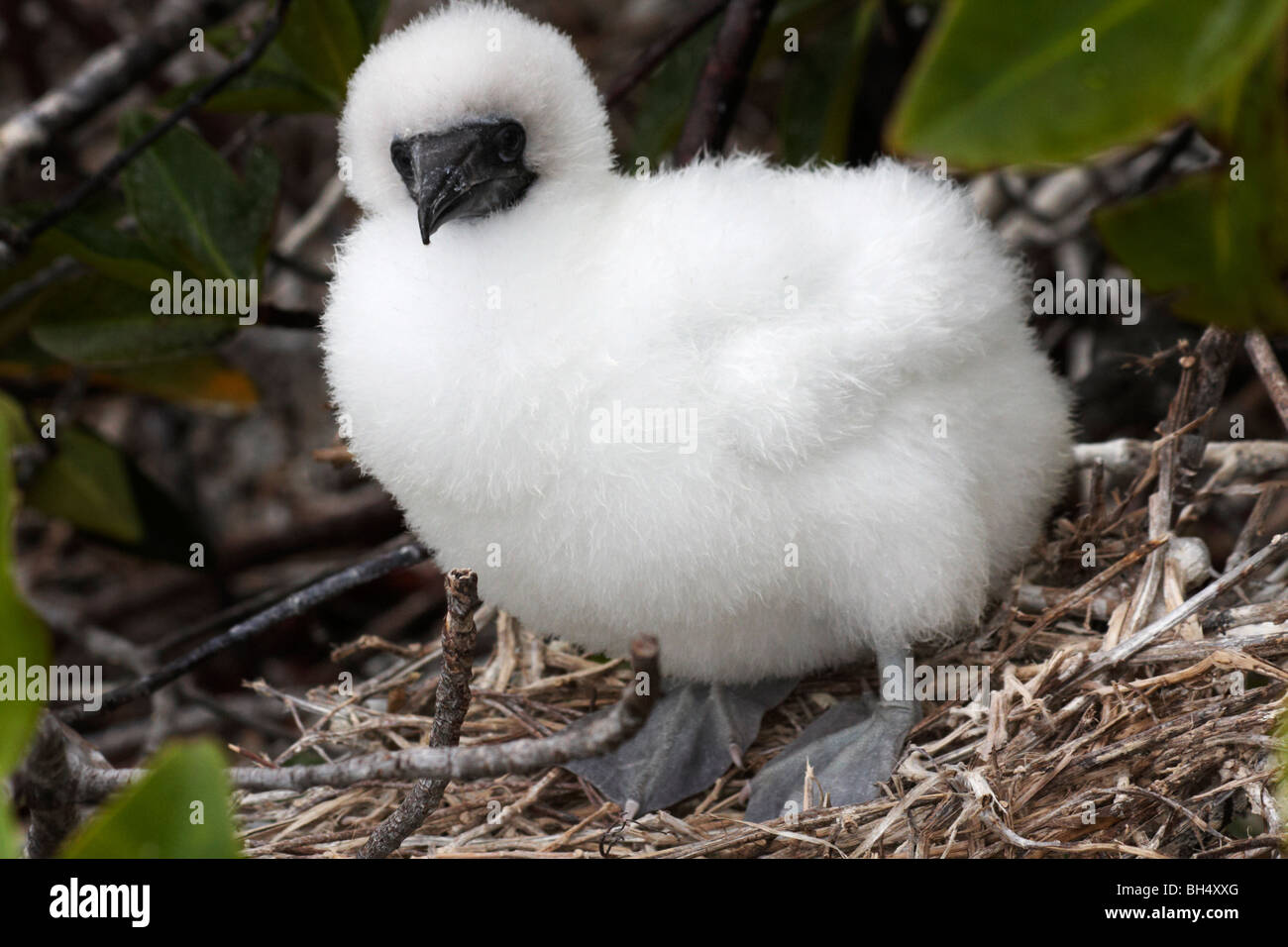 Young red footed booby (Sula sula websteri) on nest at Darwin Bay Beach, Genovesa Island. Stock Photo