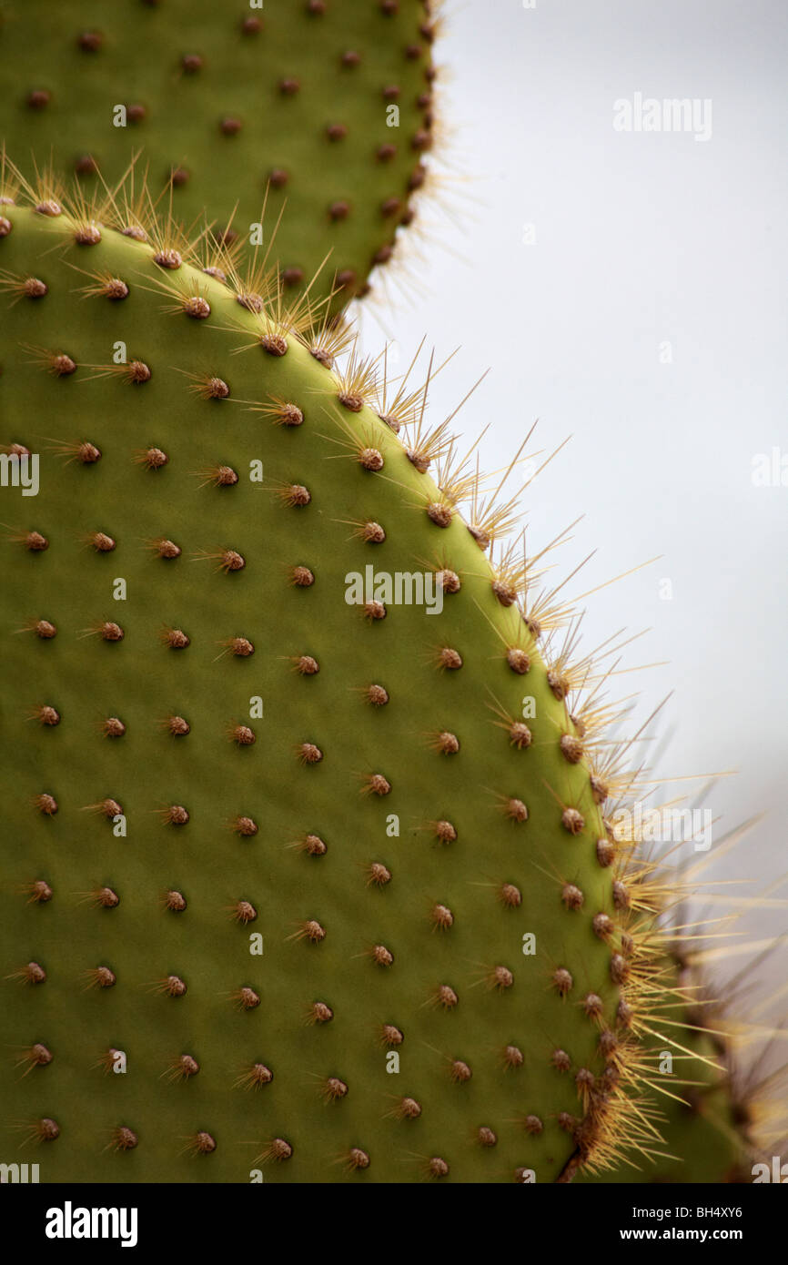 Close-up of giant droopy prickly pear cactus (Opuntia spp echios var echios) at South Plaza Islet. Stock Photo
