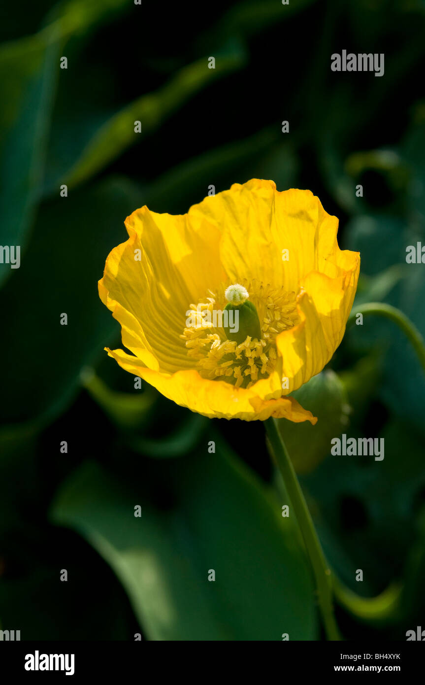 Yellow poppy flower Stock Photo Alamy