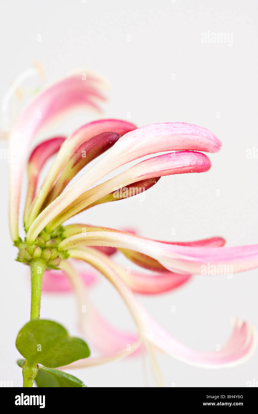 Pink honeysuckle flower against a white background. Stock Photo
