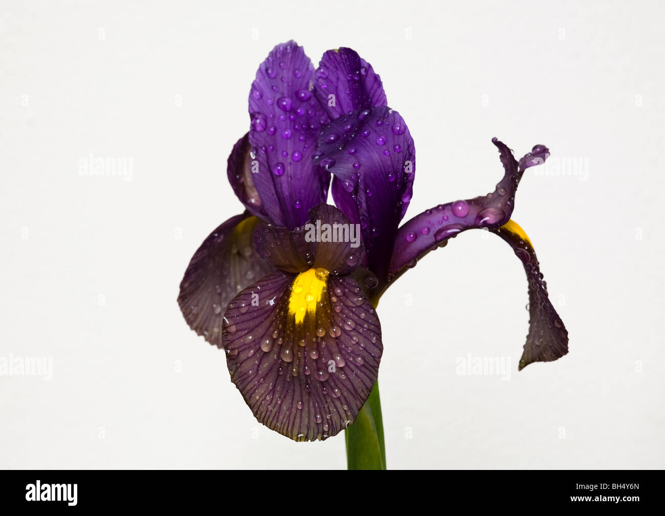 Iris variety black beauty against a white background. Stock Photo