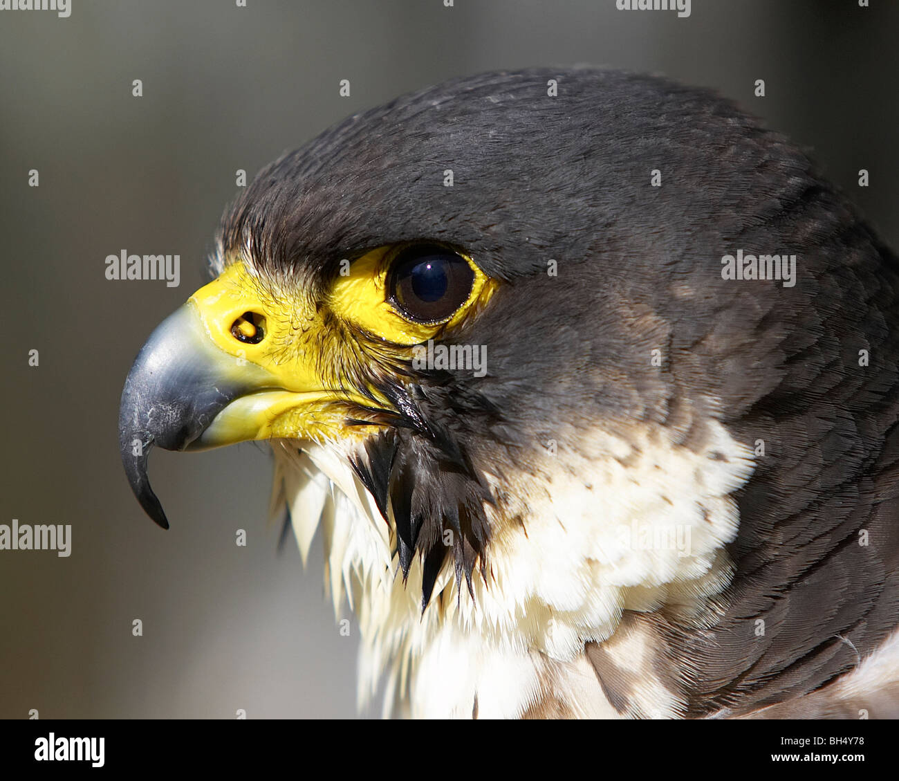 Peregrine falcon in profile. Stock Photo