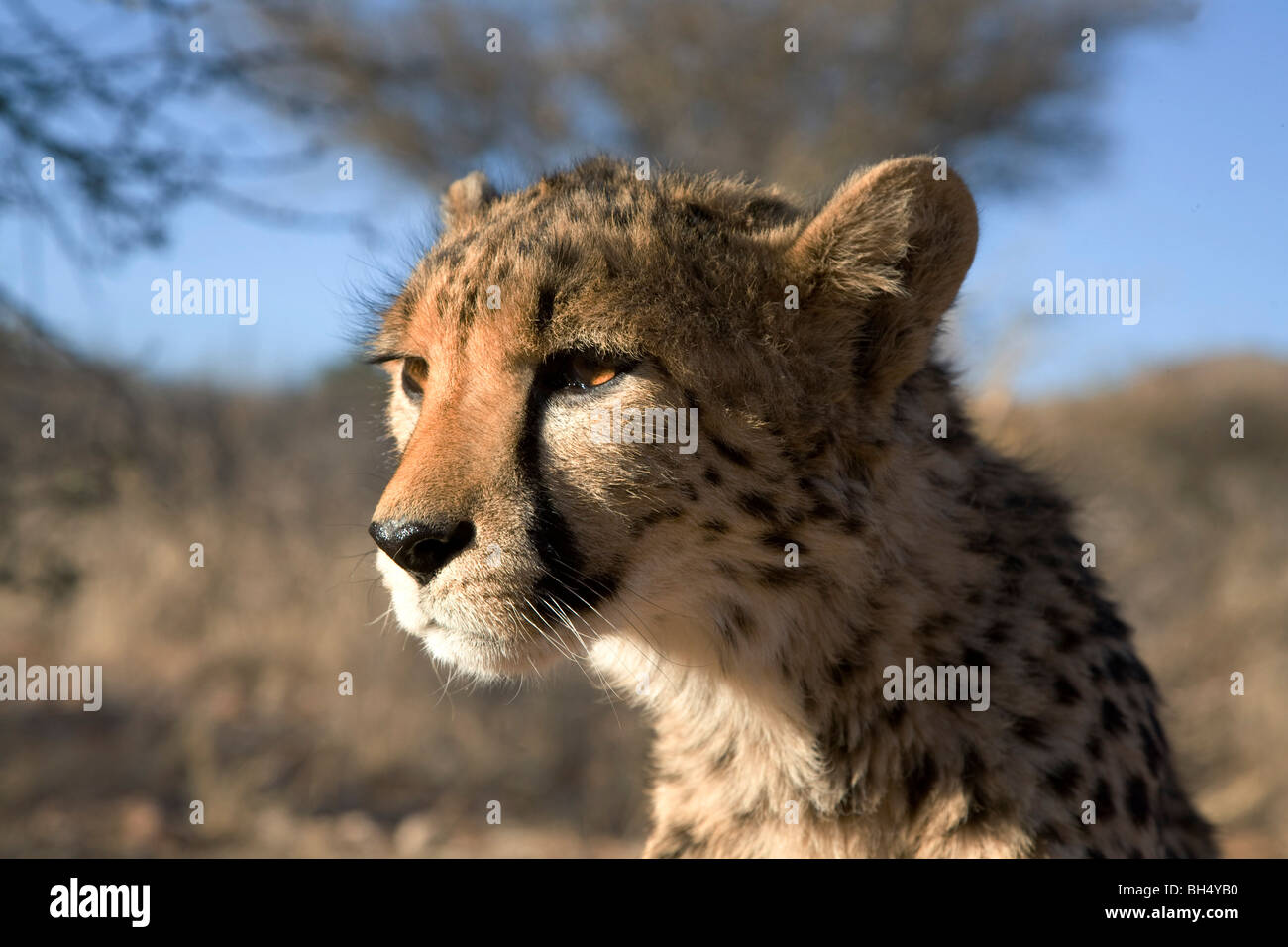 Cheetah face hi-res stock photography and images - Alamy Cheetah face hi-res stock photography and images - Alamy