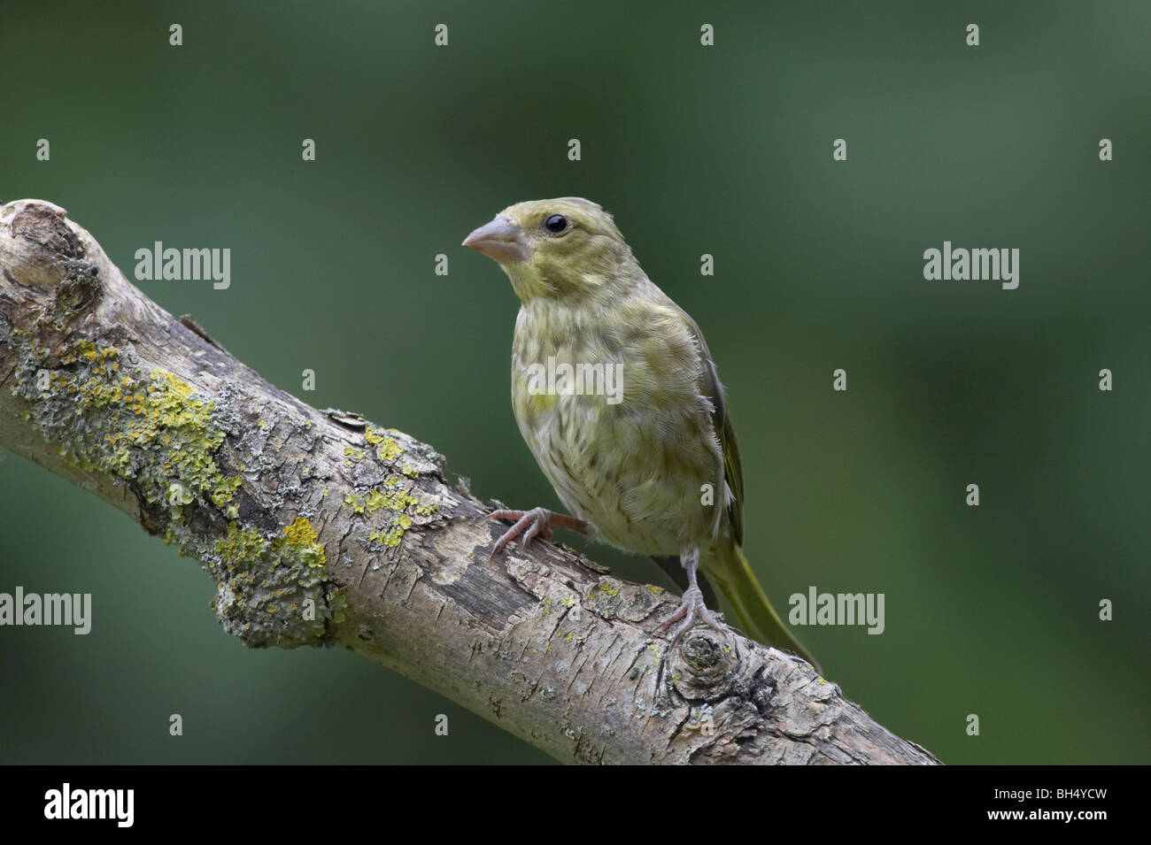 Immature male greenfinch (Carduelis chloris) on branch. Stock Photo