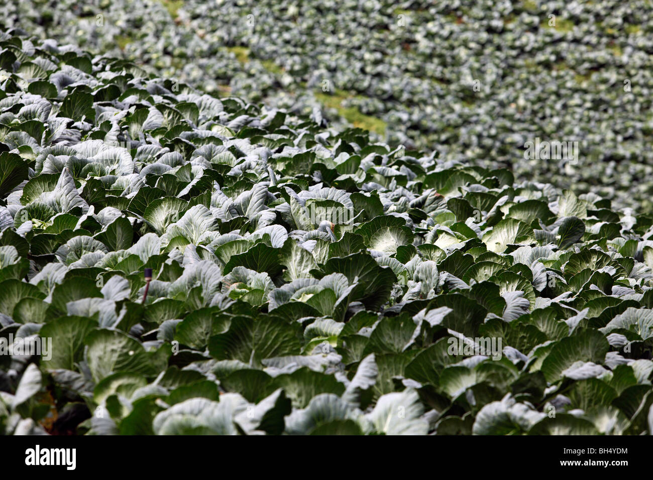 Cabbage field harvest near Constanza, Dominican Republic Stock Photo