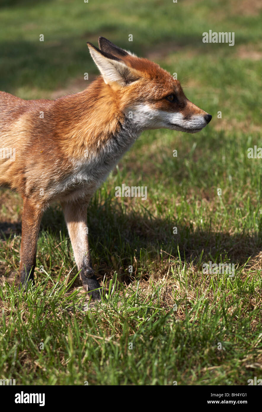 Red fox (Vulpes Vulpes) standing and watching with ears pricked back. Stock Photo