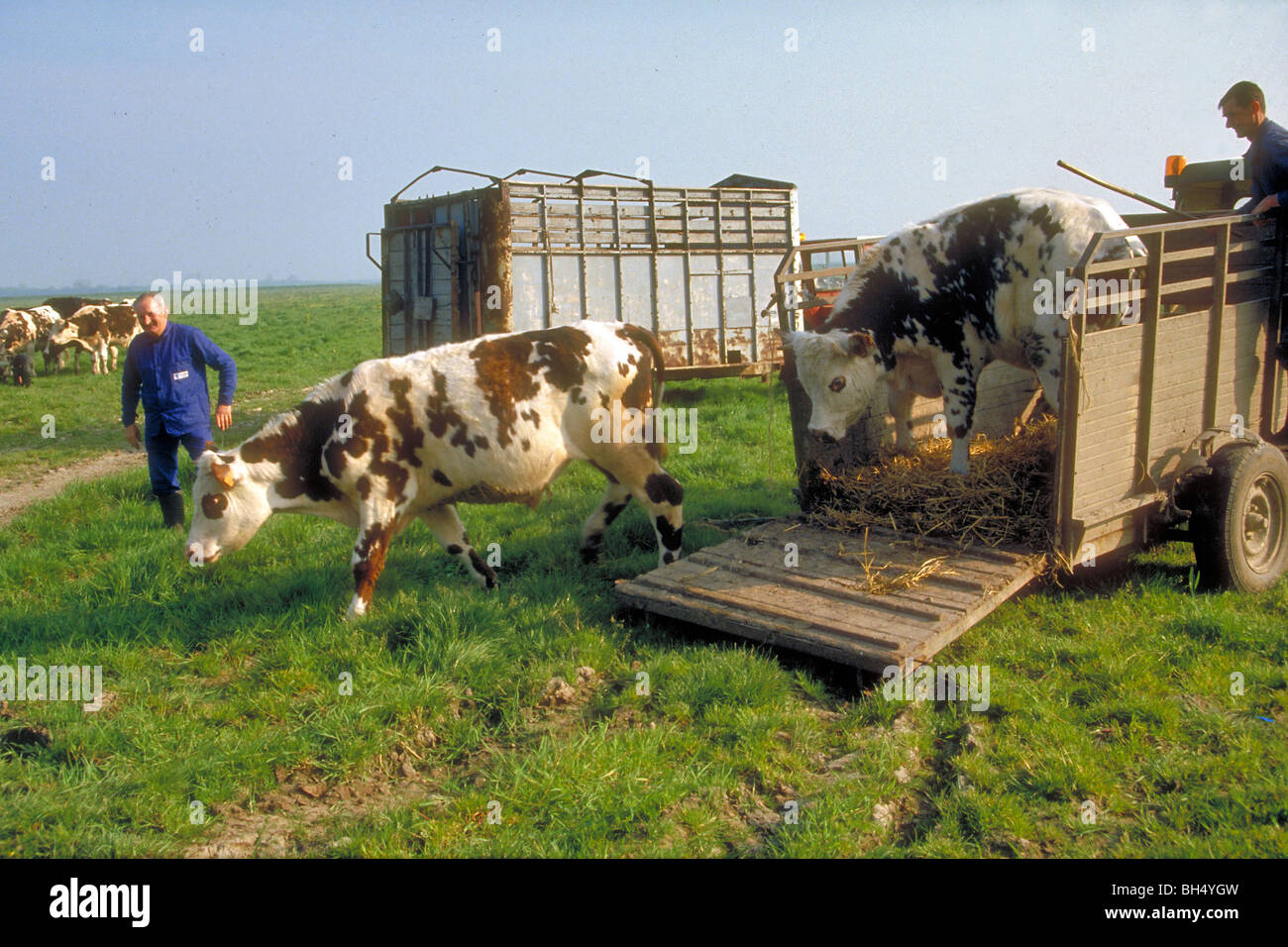 PUTTING NORMANDY COWS OUT TO GRAZE. BRANDING FESTIVAL IN MARAIS VERNIER Stock Photo