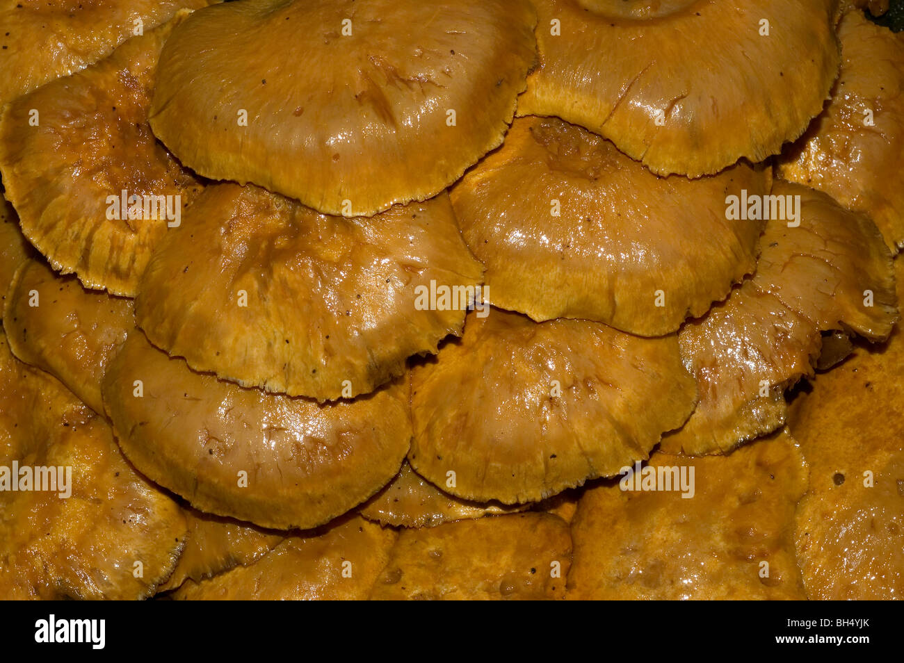 Gaule´s mushrooms (Armillaria gallica) Stock Photo