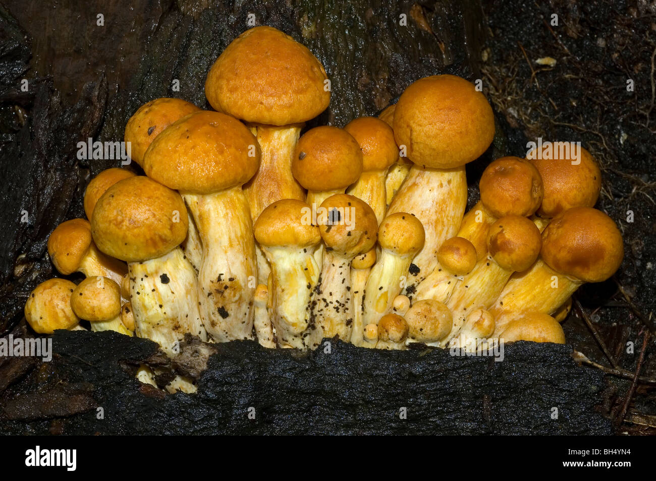 Laughing gym or Laughing Jim mushrooms (Gymnopilus spectabilis) Stock Photo
