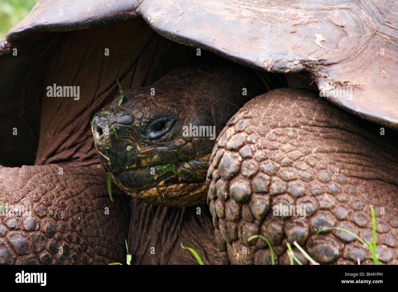 Galapagos giant tortoise (Geochelone spp) after a meal of grass at Puerto Ayora Highlands, Santa Cruz Island. Stock Photo