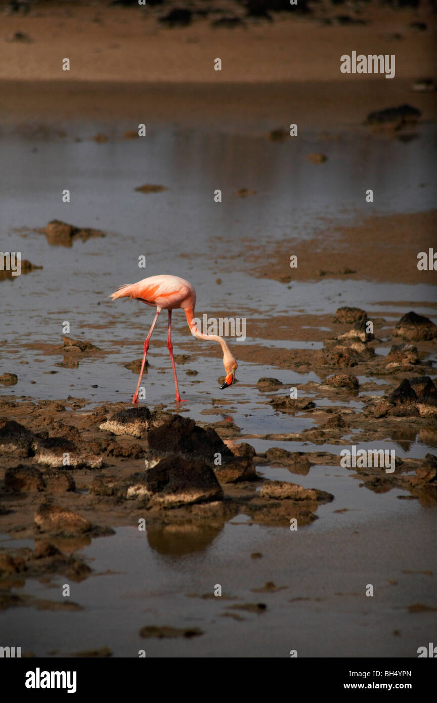 Greater flamingo (Phoenicopterus ruber) drinking from a lagoon at Dragon Hill, Santa Cruz Island. Stock Photo