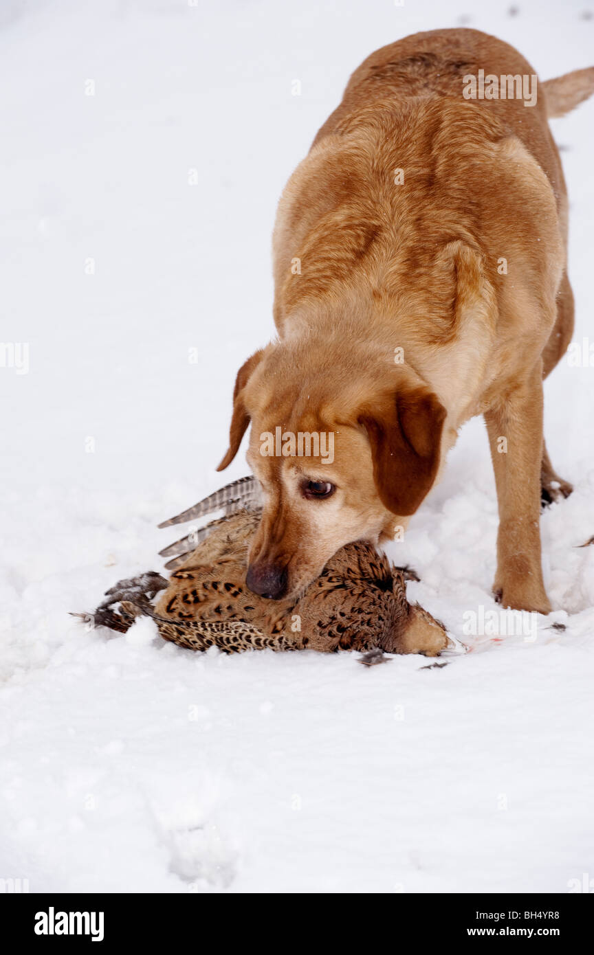 Golden Labrador Retriever with newly shot Pheasant. At a winter shoot Stock Photo