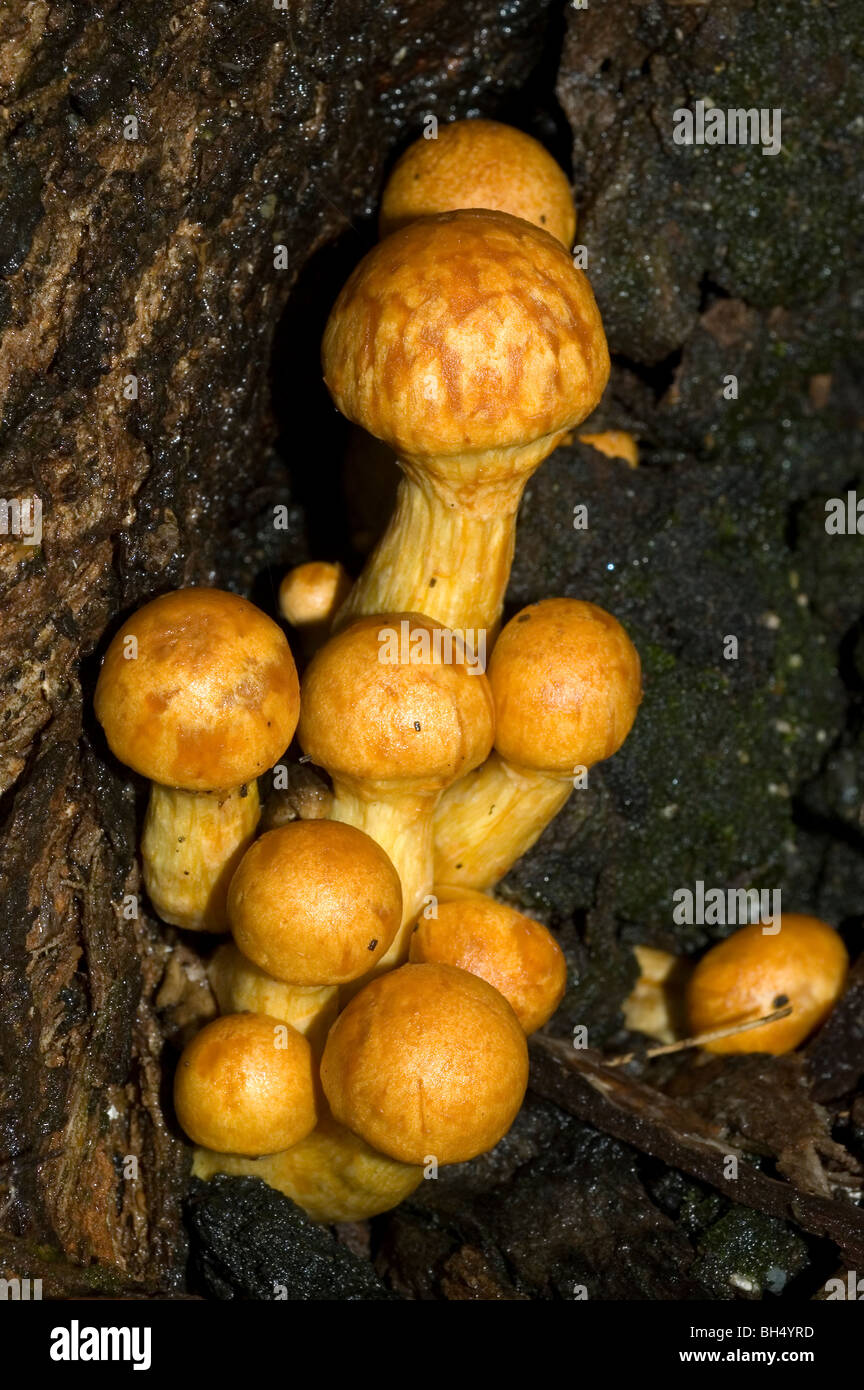 Laughing gym or Laughing Jim mushrooms (Gymnopilus spectabilis) Stock Photo