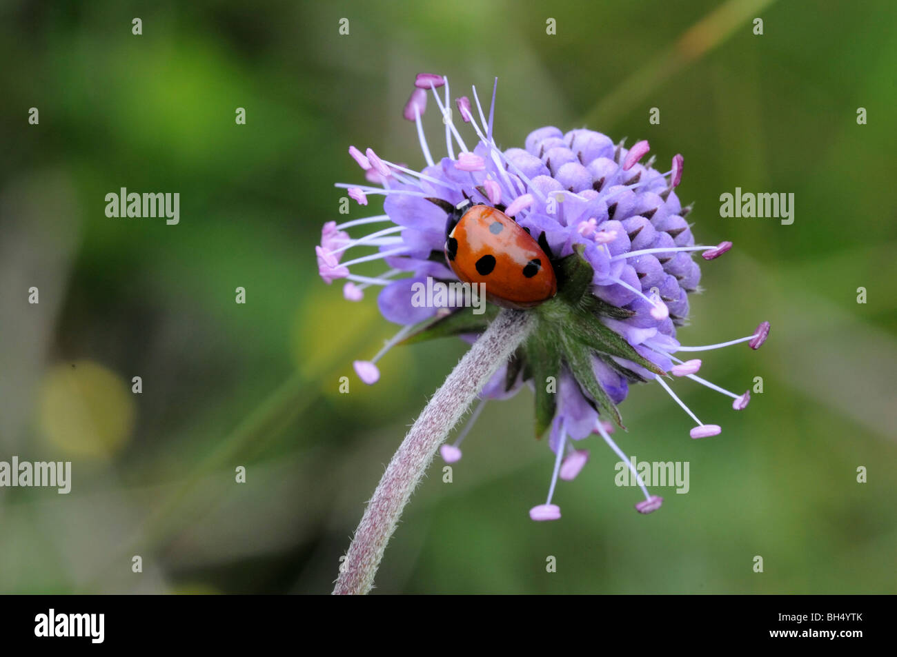 Seven-spot ladybird (Coccinella septempunctata) on a flower of the Devils bit scabious (Succisa pratensis) Stock Photo