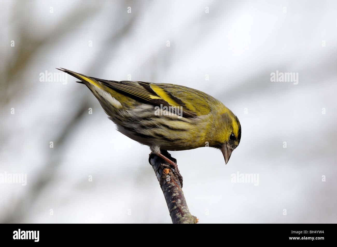 Male siskin (Carduelis spinus) perched on twig. Stock Photo