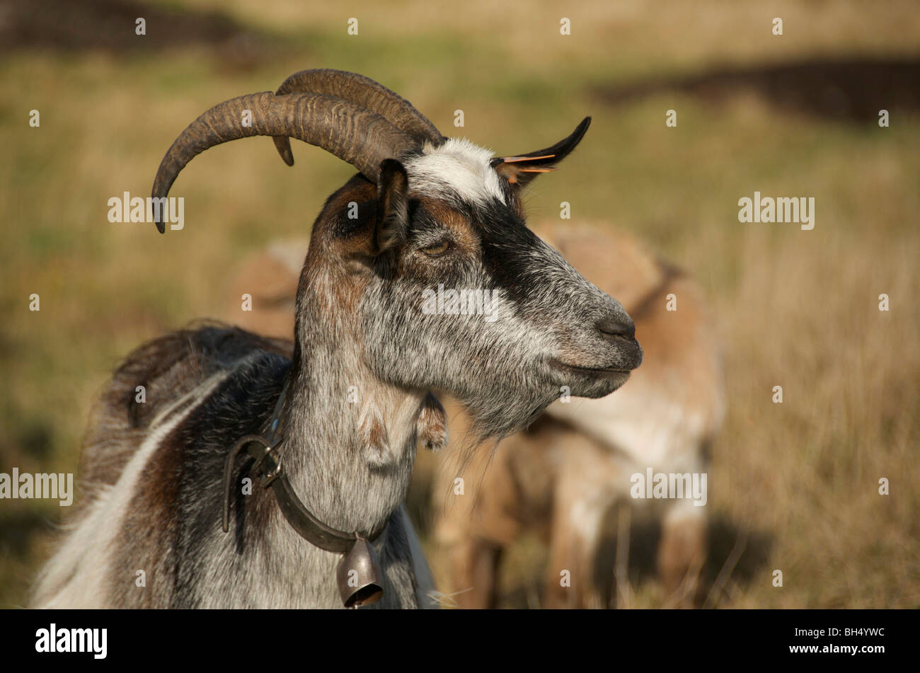 Close up of billy goat. France. Auvergne. Stock Photo
