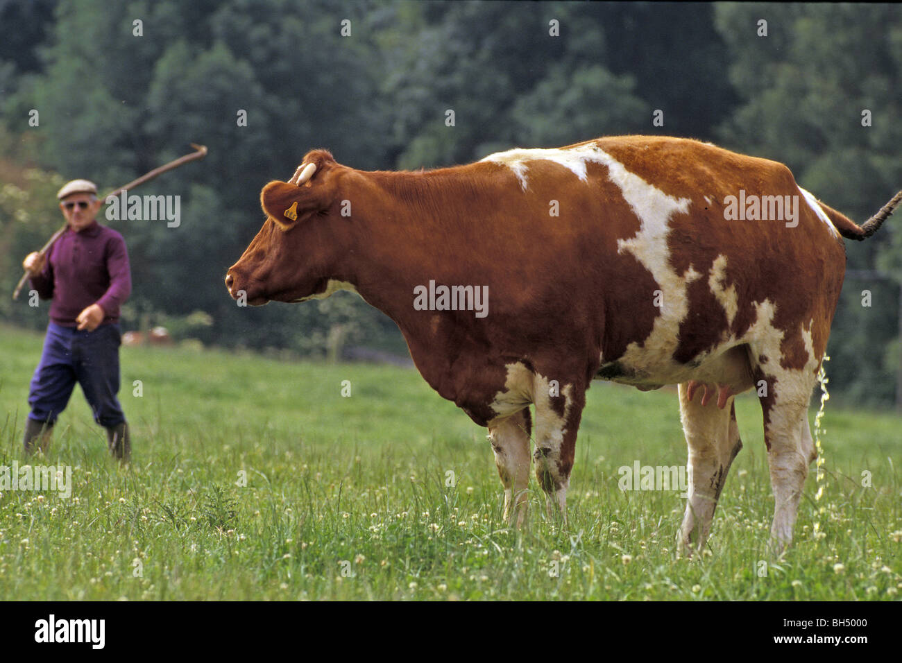 La Rouge des prés, une vache ancrée dans son terroir - Photos Futura