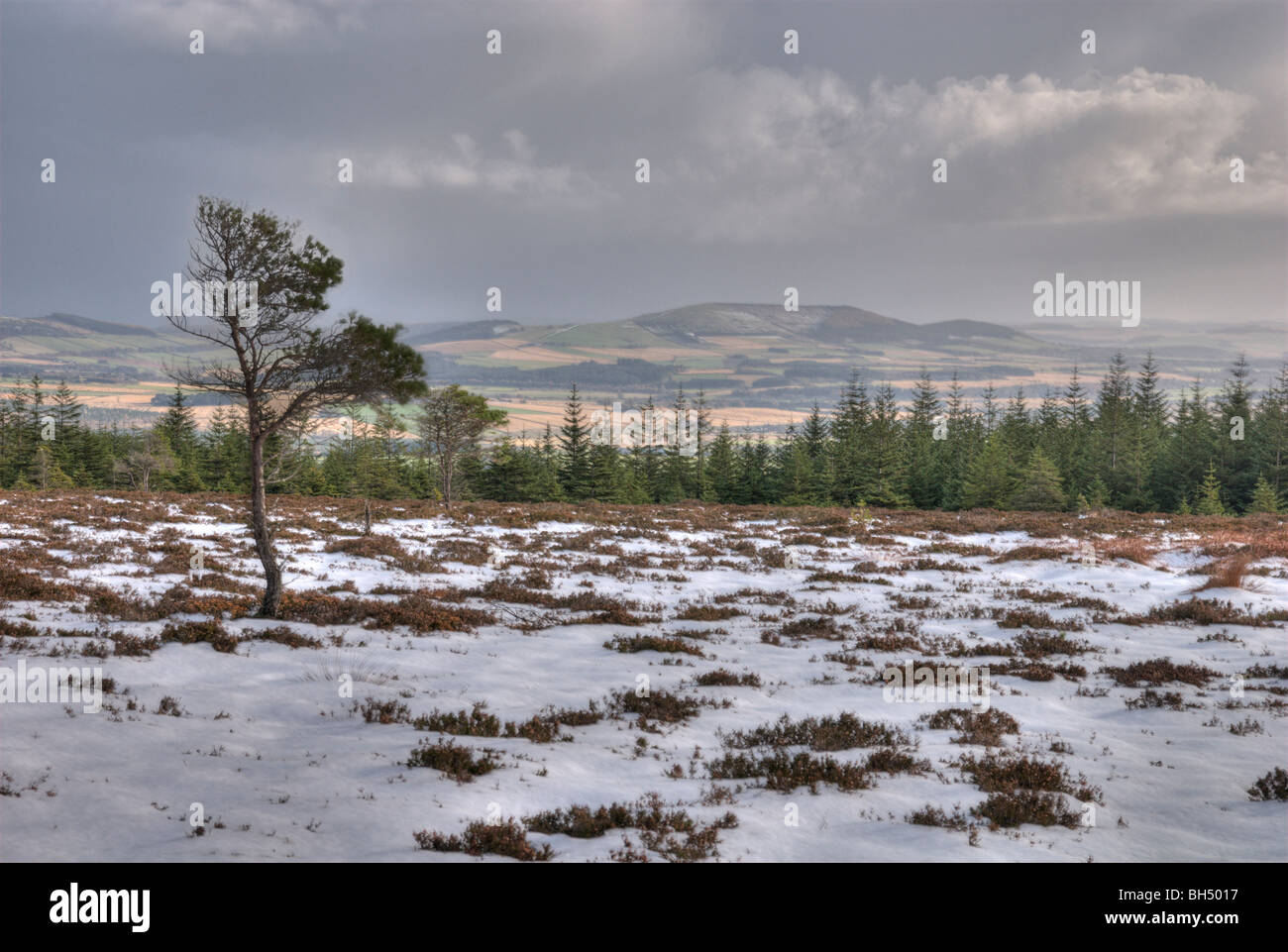Heather, trees and snow in autumn on Meikle Balloch Hill with views in east/ south east direction to The Bin Forest. Stock Photo