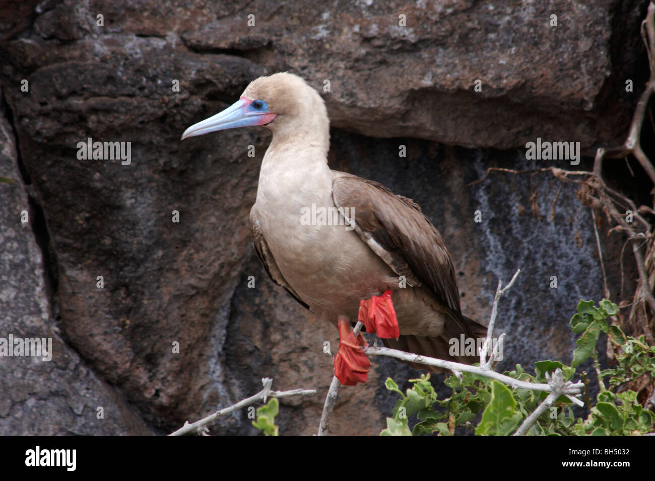 Red footed booby (Sula sula websteri) standing on branch at Darwin Bay Beach, Genovesa Island. Stock Photo
