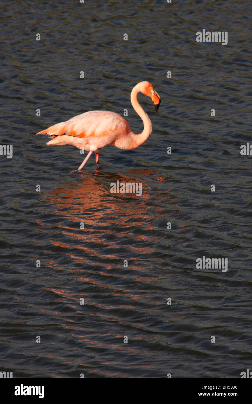 Greater flamingo (Phoenicopterus ruber) at Punta Moreno, Isabela Island. Stock Photo