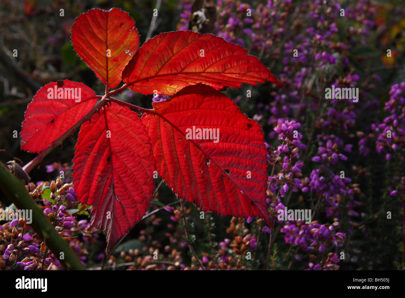 A deep red back-lit bramble leaf with purple heather behind. Stock Photo