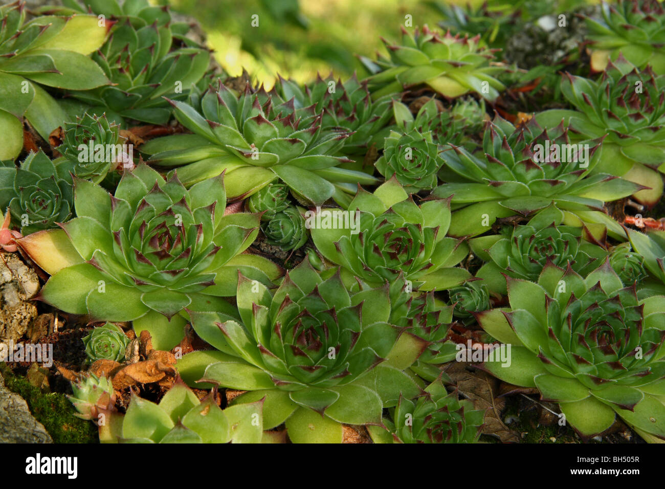 Succulent rock plants on top of an old stone wall. Stock Photo