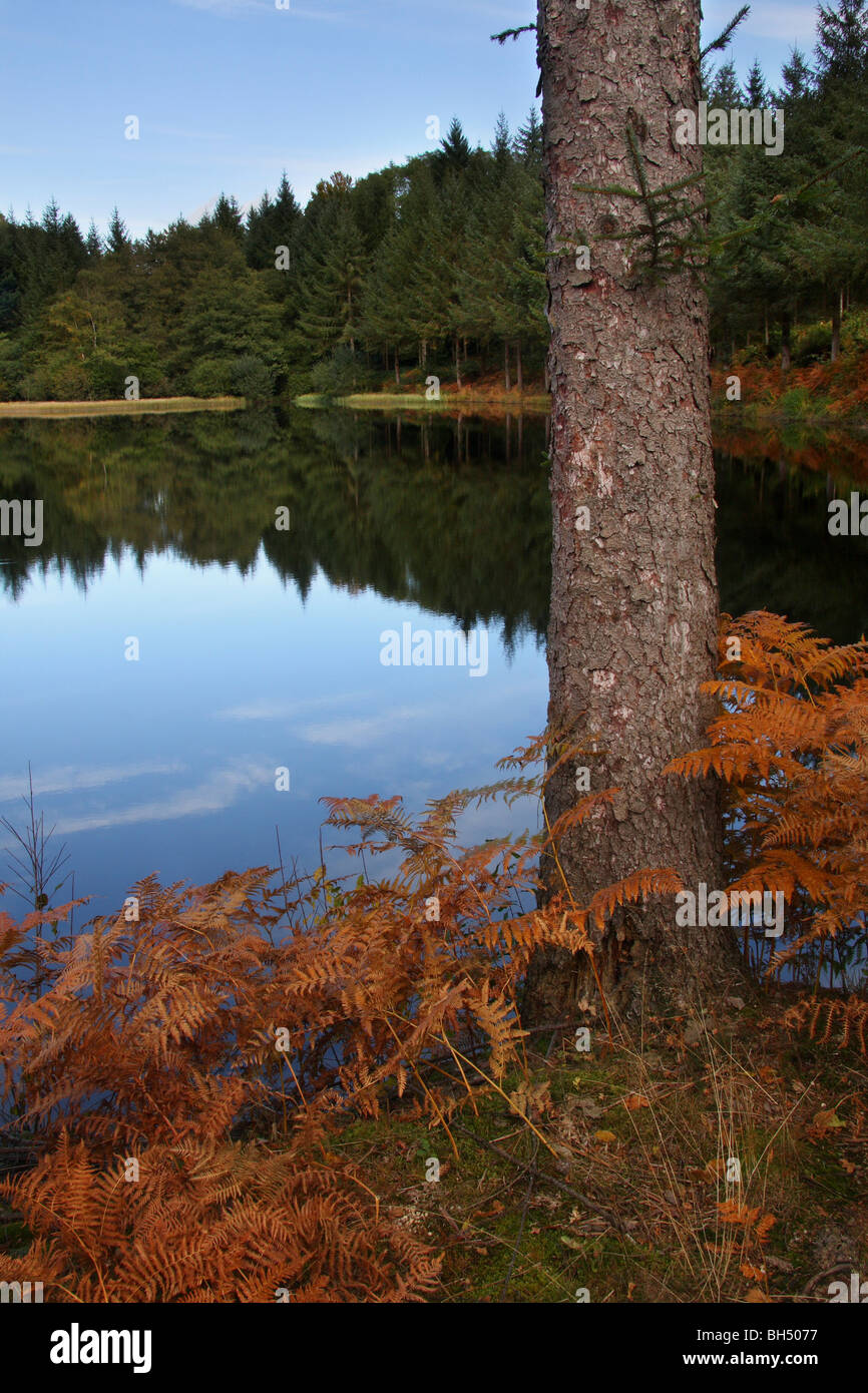 A pine tree and golden coloured bracken beside a lake with reflections of the distant trees and the blue sky in the water. Stock Photo