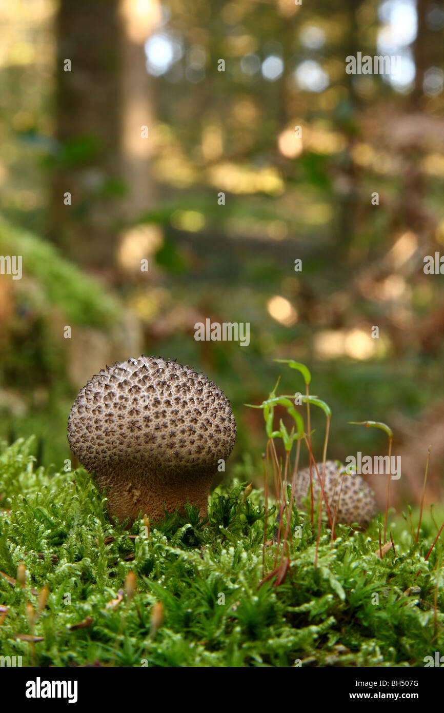 A Lycoperdon foetidum fungus on moss in woodland. Stock Photo