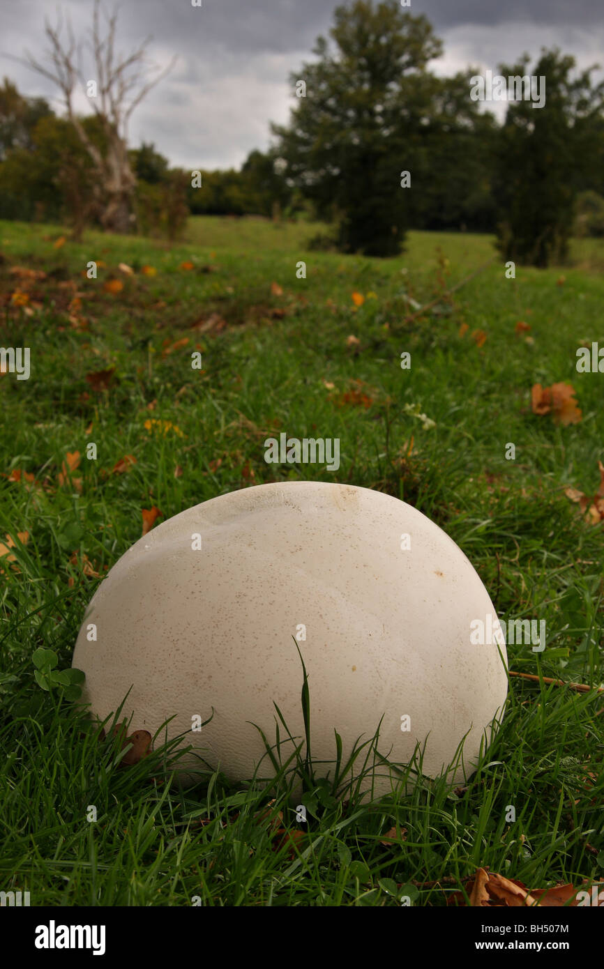Giant puffball (Langermannia gigantea) in a field. Stock Photo