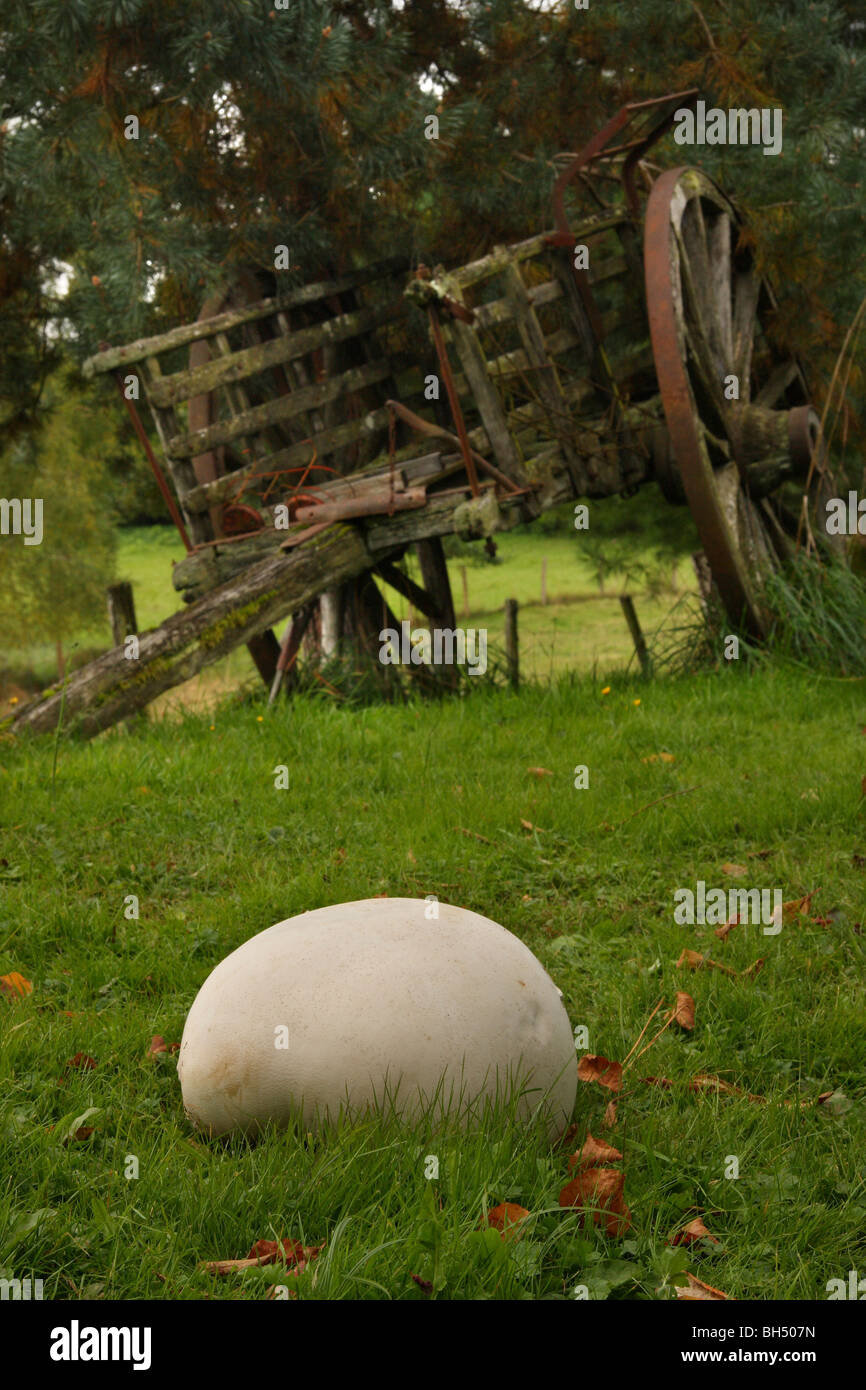 Giant Puff-ball (Langermannia gigantea) in a field with an old cart in the background. Stock Photo